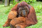 Click image for larger version

Name:	orangutan.jpg
Views:	209
Size:	474.3 KB
ID:	111254