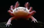 Click image for larger version

Name:	axolotl.jpg
Views:	373
Size:	309.7 KB
ID:	114174