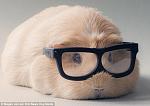 Click image for larger version

Name:	1409050714426_wps_32_Booboo_the_guinea_pig_as_.jpg
Views:	295
Size:	58.3 KB
ID:	127309