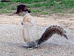 Click image for larger version

Name:	secret_squirrel.jpg
Views:	1262
Size:	43.8 KB
ID:	13217