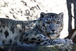 Click image for larger version

Name:	Snow Leopard, Melbourne Zoo.jpg
Views:	264
Size:	80.4 KB
ID:	161189