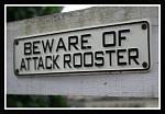 Click image for larger version

Name:	Beware_of_Attack_Roosters_by_xSpiffyX.jpg
Views:	293
Size:	66.3 KB
ID:	16454