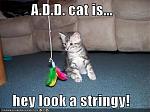 Click image for larger version

Name:	funny-pictures-apparently-your-kitten-has-an-attention-disorder.jpg
Views:	936
Size:	33.8 KB
ID:	17017