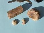 Click image for larger version

Name:	Fossil wood - Sea Urchin - 2 Oyster Types.JPG
Views:	245
Size:	6.2 KB
ID:	18144