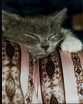 Click image for larger version

Name:	biscotte cutest like that.jpg
Views:	258
Size:	77.4 KB
ID:	18633