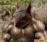 Click image for larger version

Name:	funny-pictures-thats-one-big-squirrel-08b.jpg
Views:	522
Size:	40.8 KB
ID:	28365