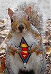 Click image for larger version

Name:	super_squirrel1.jpg
Views:	511
Size:	49.6 KB
ID:	28373