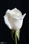 Click image for larger version

Name:	white rose.jpg
Views:	504
Size:	18.6 KB
ID:	37805