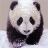 Name:  little_panda.gif
Views: 426
Size:  15.6 KB