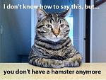 Click image for larger version

Name:	Hamster1.jpg
Views:	163
Size:	43.4 KB
ID:	96029